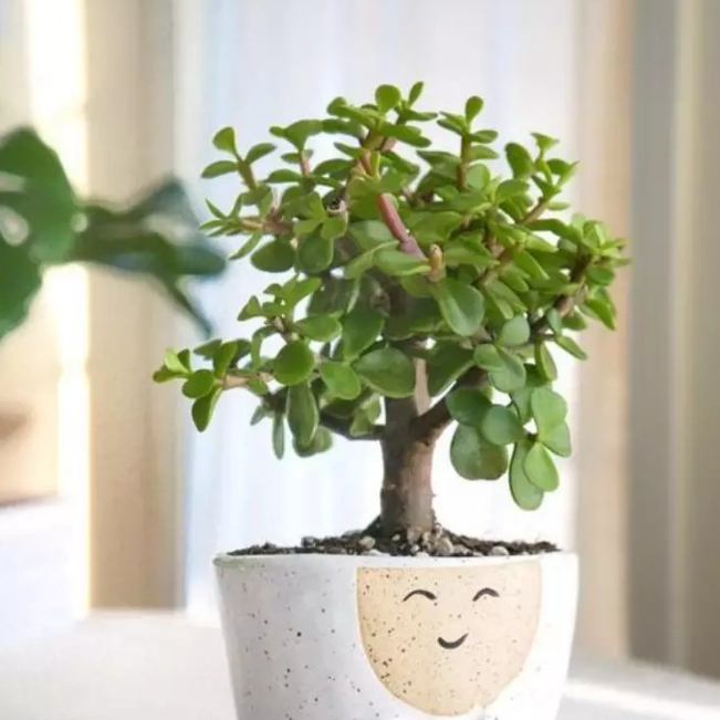 Planta Jade Suculenta - Crassula Ovata em pote n. 11