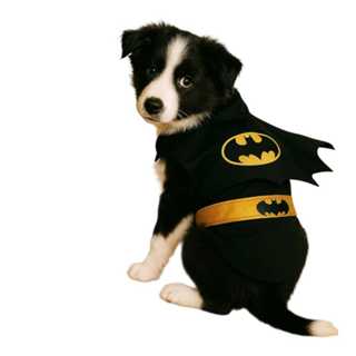 Fantasia Batman pet com capa para caachorro e gatos, roupa pet batman em Oferta na Shopee