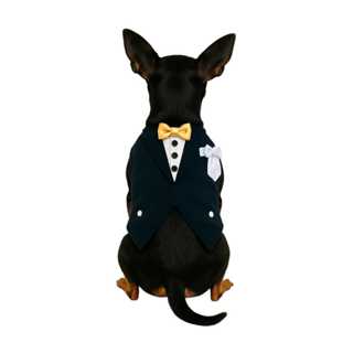 Roupa Pet, Fantasia Pet Terno Casamento Pet,caes E Gatos em Oferta na Shopee