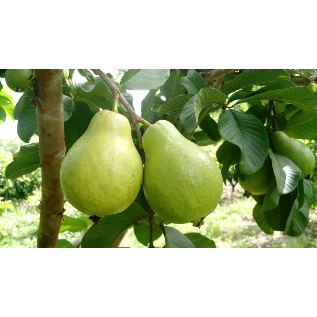 kit Sementes Goiaba Cortibel slg vermelha GIGANTE  jardim plantar vaso OFERTA