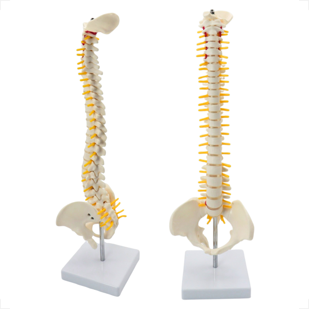 Coluna Vertebral Humana 45cm Modelo Anatômico Didático Para Anatomia e Saúde Estudo Medicina