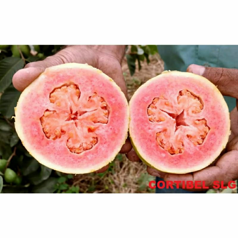 kit Sementes GOIABA GIGANTE  CORTIBEL VERMELHA DOCE  sítio vaso HORTA OFERTA em Oferta na Shopee