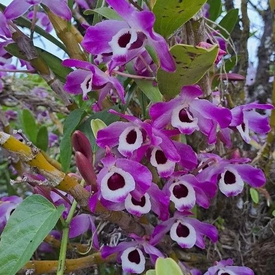 Orquídea Dendrobium roxa "olho de boneca"