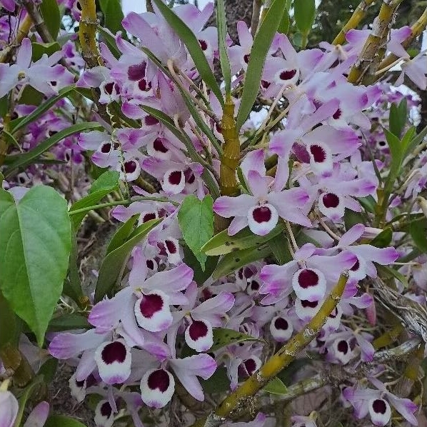 Orquídea Dendrobium rosa "olho de boneca"