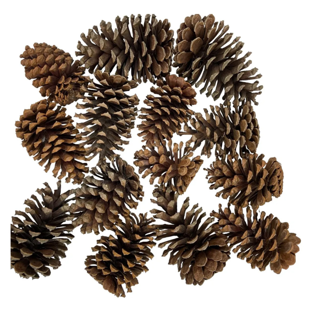 Pinha de Natal Natural: Onde Comprar | BuscaProdutos