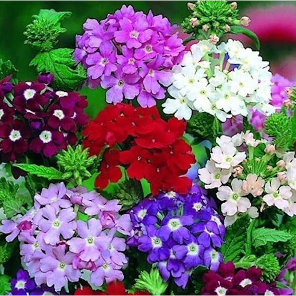Sementes de Verbena Grandiflora Sortida – Flores Coloridas e Ornamentais