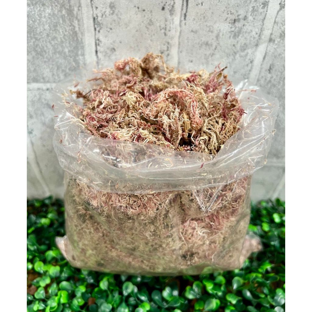 Musgo esfagno para orquídeas e outras plantas em Oferta na Shopee