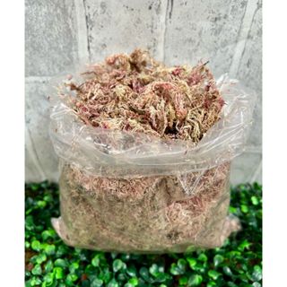 Musgo esfagno para orquídeas e outras plantas em Oferta na Shopee