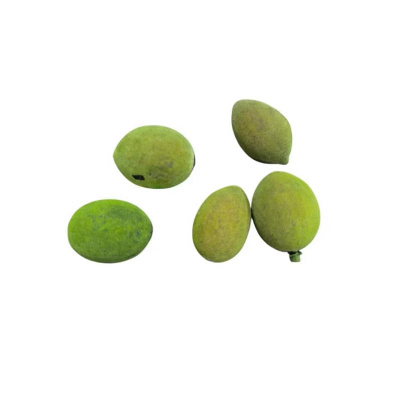 Fava de Oxóssi Verde - 5 Unidades