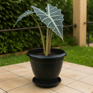 Kit Vasos Grandes 15L Pratinhos Prato Pretos Plantas Grandes Jardim em Oferta na Shopee