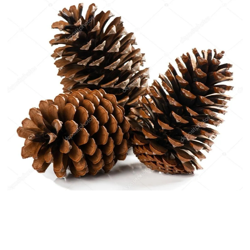 Pinha Natural para Roedores 10 unidades / Gerbil, chinchila, topolinos, rato e twister.