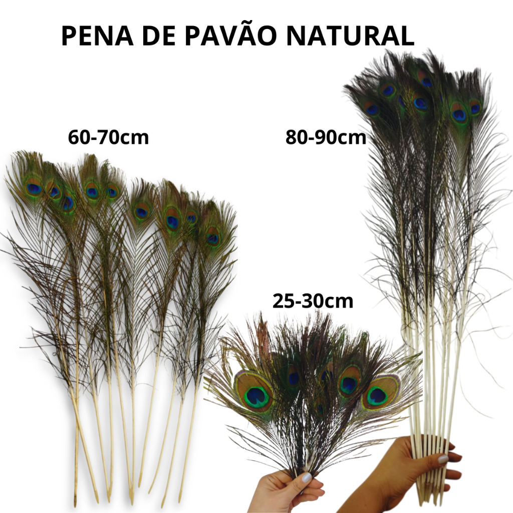 PENA NATURAL DE PAVÃO - PACOTE C/ 10 UNID - TAMANHOS 25-30cm / 60-70cm / 80-90cm em Oferta na Shopee