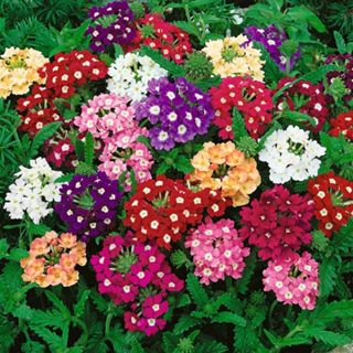 Sementes Verbena Nana Compacta Sortida em Oferta na Shopee