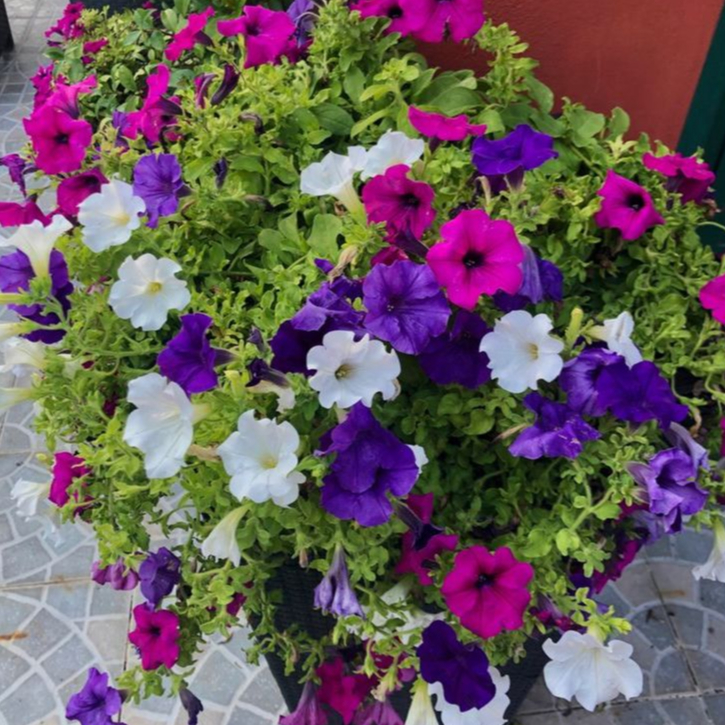 Sementes Petúnia Multíflora Anã Sortida em Oferta na Shopee