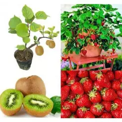 Kit com sementes de Morango Gigante e Kiwi 10 sementes de cada