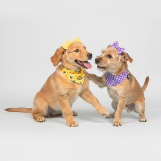 Acessório Pet Conjunto Bandana + Tiara Laço Duplo Com Regulagem Para Cachorro E Gato | Mel & Bob em Oferta na Shopee