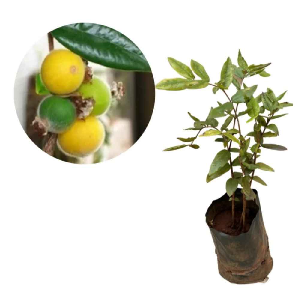 Jabuticaba Amarela: Onde Comprar | BuscaProdutos