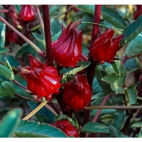 Sementes De Hibisco Vinagreira / Cuxa P/ Mudas