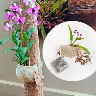 Enraizador para Fixar Orquídeas Acompanha Substrato Premium Amarre Essa Ideia em Oferta na Shopee