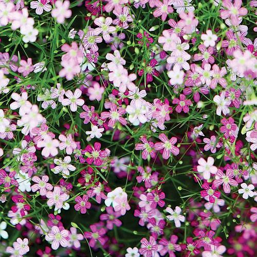 Sementes de Mosquitinho Sortido (Gipsofila) – Flores para Vasos e Jardins em Oferta na Shopee