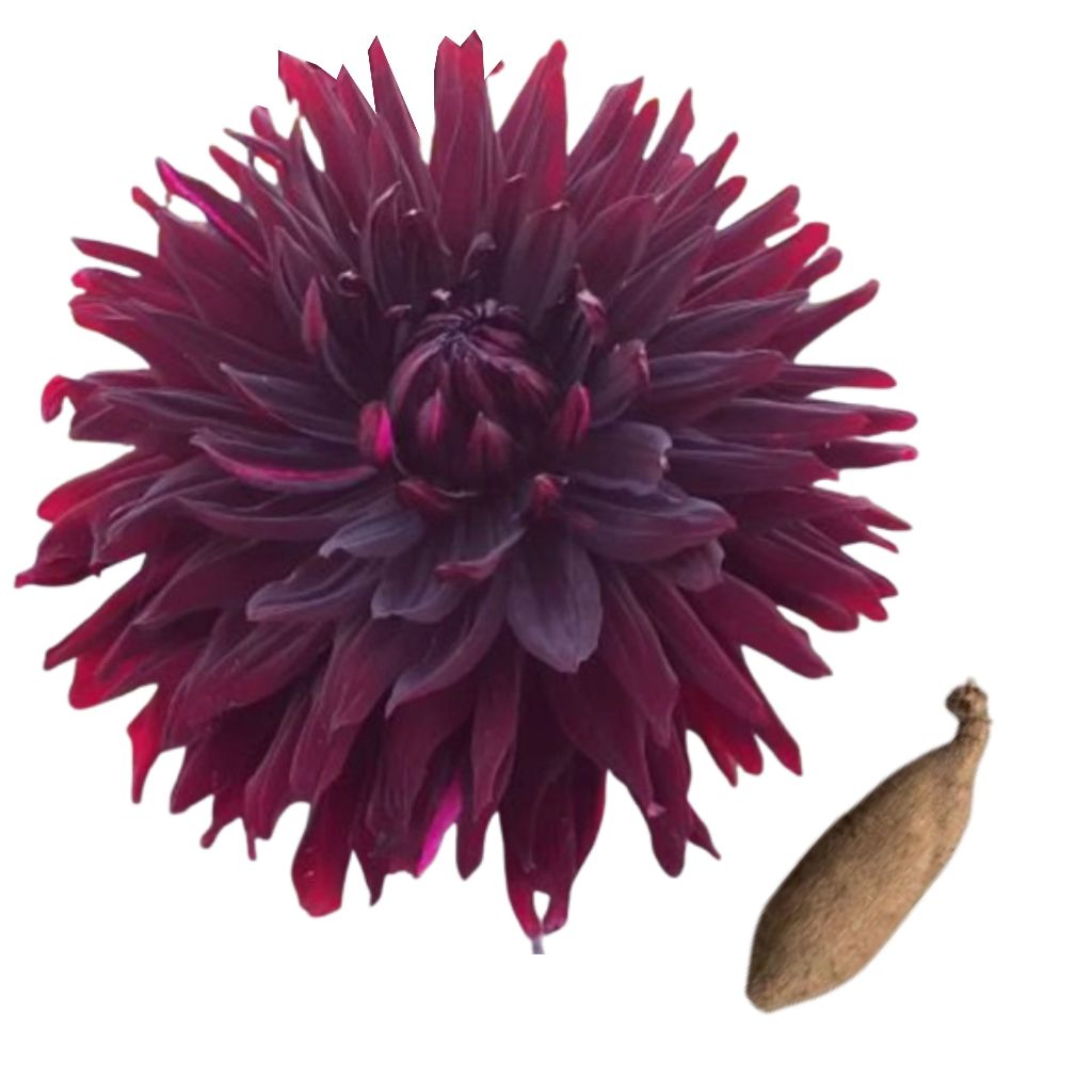 Bulbos Dalia: Guia Completo e Onde Comprar | BuscaProdutos