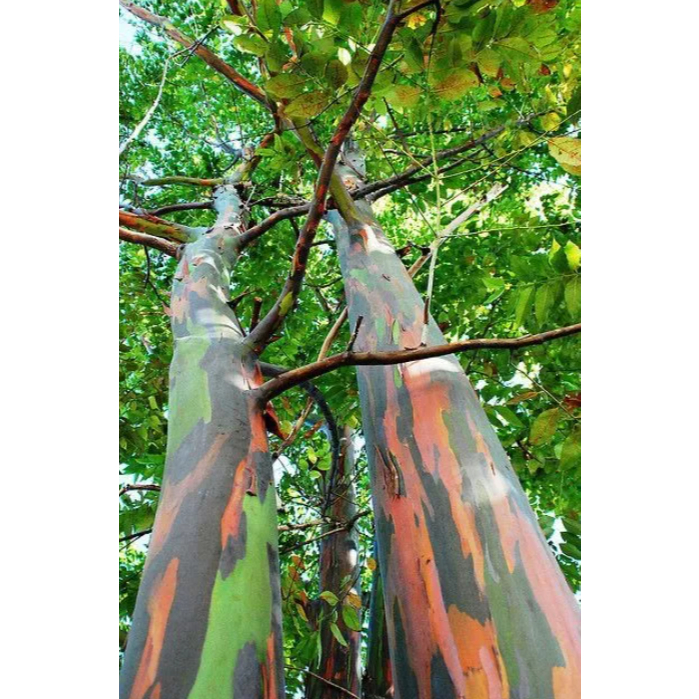 Sementes eucalipto arco-íris