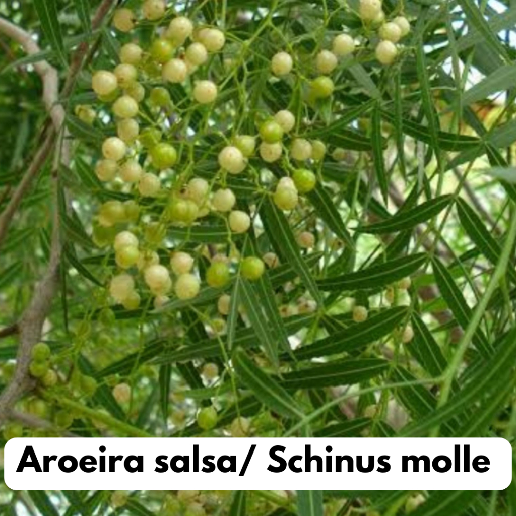 Chá de Aroeira Salsa (Schinus molle) – Folhas Selecionadas