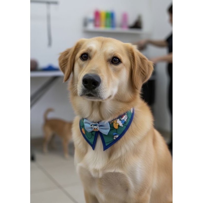 Colarinho Pet Macho com Gravata Pet Petshop Banho e Tosa  tamanho M
