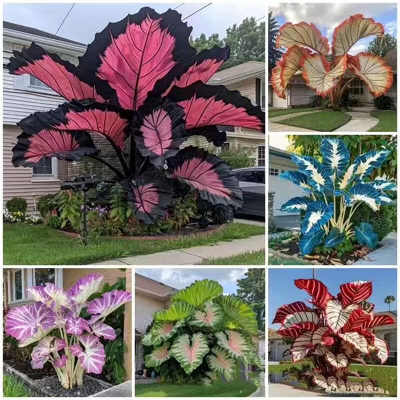 100 Sementes de Caladium Variado – Mix Decorativo + Manual de Cultivo em Oferta na Shopee