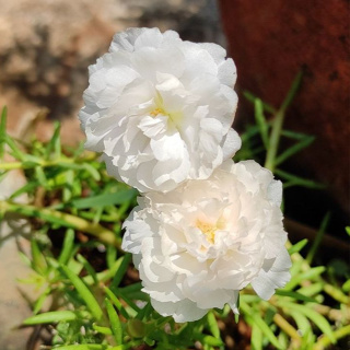 Sementes de Onze-Horas Branca Tripla em Oferta na Shopee