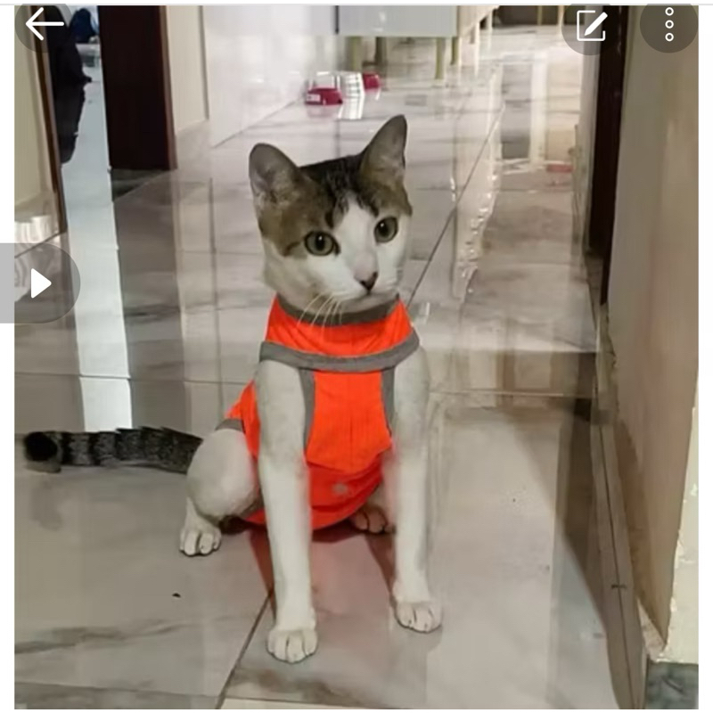 Roupa Pós Cirúrgica para Gatos – Proteção e Recuperação Segura