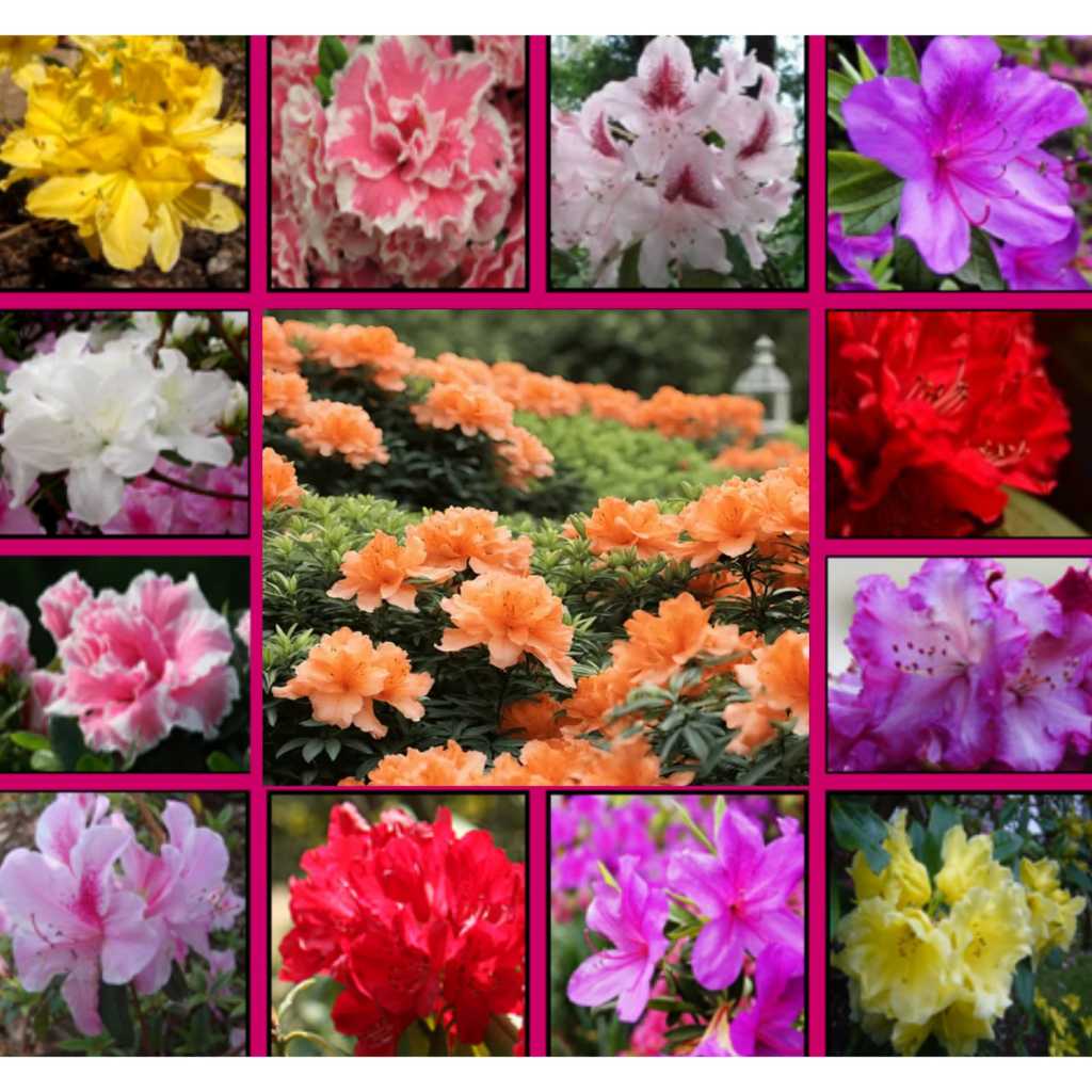 Mix 10 tipos de Azaleia Florescer  30 Sementes