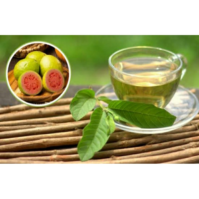 30 Folhas de GOIABA Frescas 100% Orgânicas Chá Aromaticas Saúde Medicinais OFERTA em Oferta na Shopee