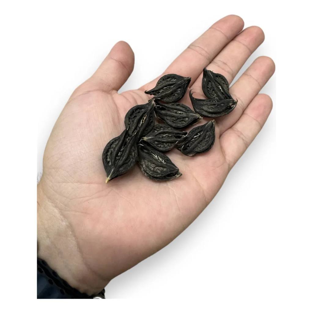 Kit 21 Garra de Exu Unha de Pomba Gira Garra Do Diabo Fava Umbanda Candomblé Assentamento em Oferta na Shopee