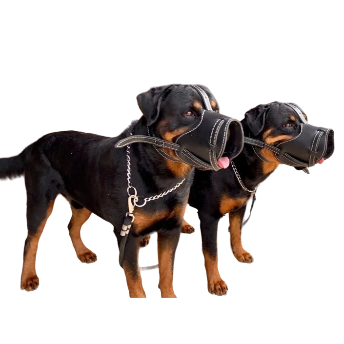 Focinheira Coleira De Couro Para Cachorros De Porte Pit Bull American Bully Pastor Alemão