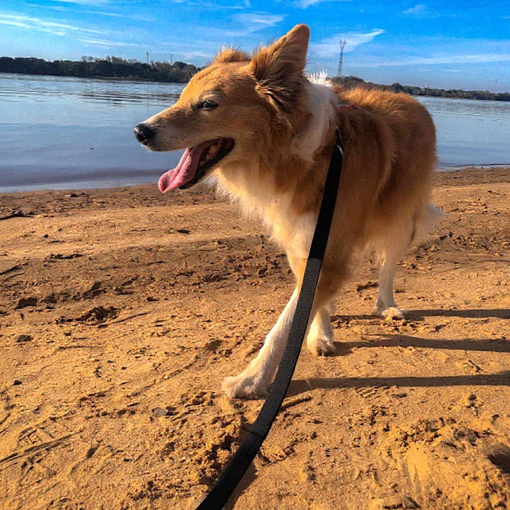 Guia Longa 2 Metros para Cachorro  | Treinamento e Passeio Antienrosco com Mosquetão de Trava 360º