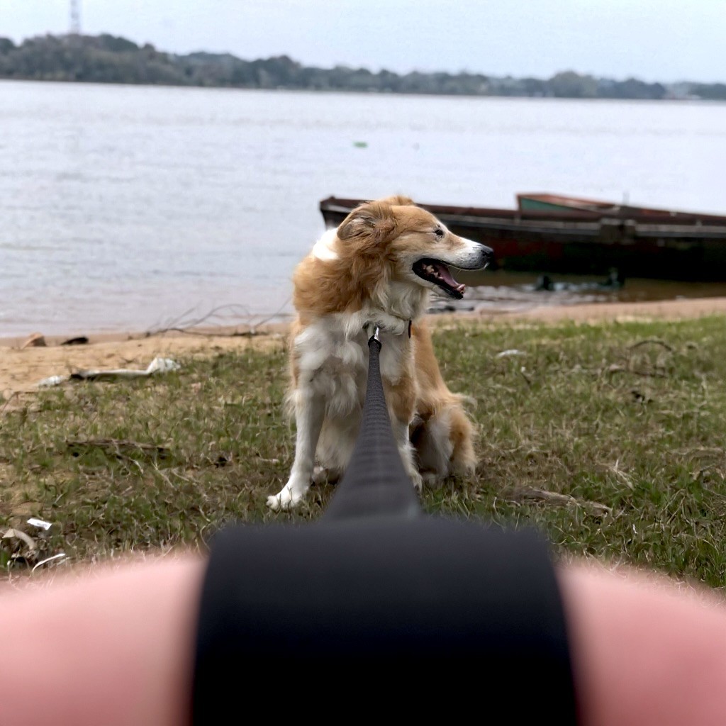 Guia Longa para Cachorro 5 Metros | Treinamento e Passeio | Antienrosco | Várias Cores