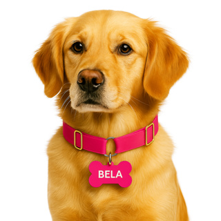 Coleira para Cachorros Yoo Pets com Plaquinha Gravada Nome e Telefone Regulável em Oferta na Shopee
