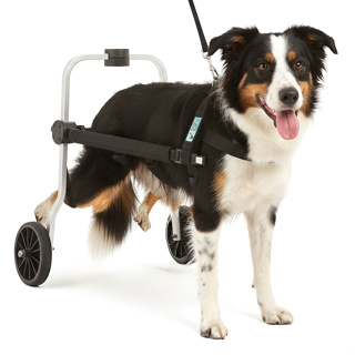 Cadeira De 2 Rodas Cachorro Tamanho G Grande Idoso Paraplegia Coleira Regulável Pet Best Soluções em Oferta na Shopee