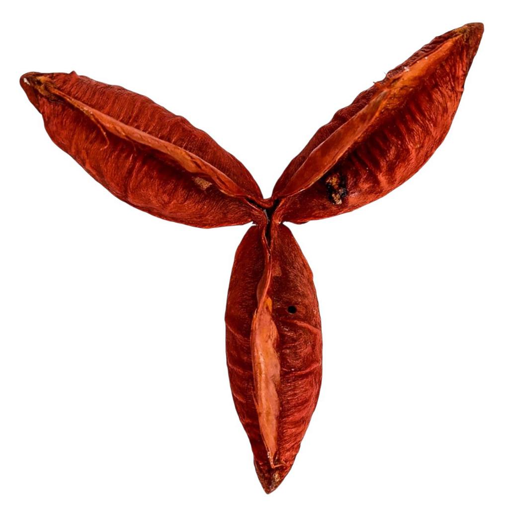 Fava do Amor | União | Afeto | Conexão Espiritual em Oferta na Shopee