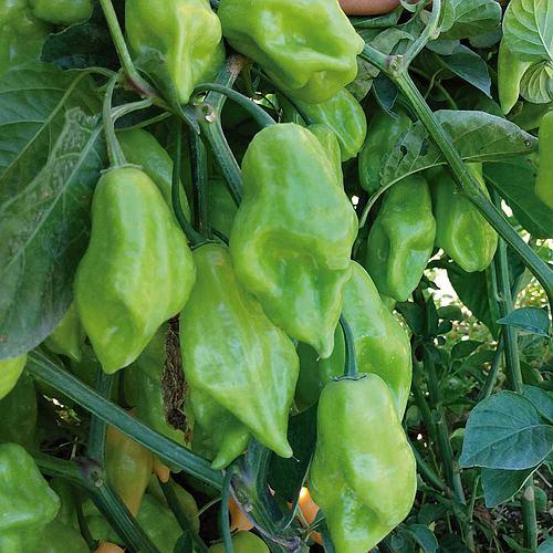 Muda de Pimenta - Comprar com Melhor Preço em Essenciais para Culinária