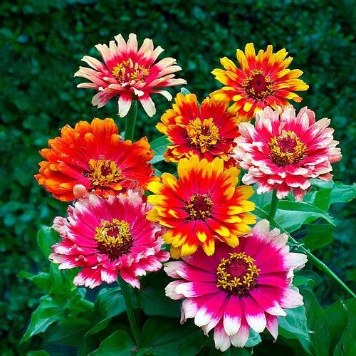 Sementes de Zinia Confete