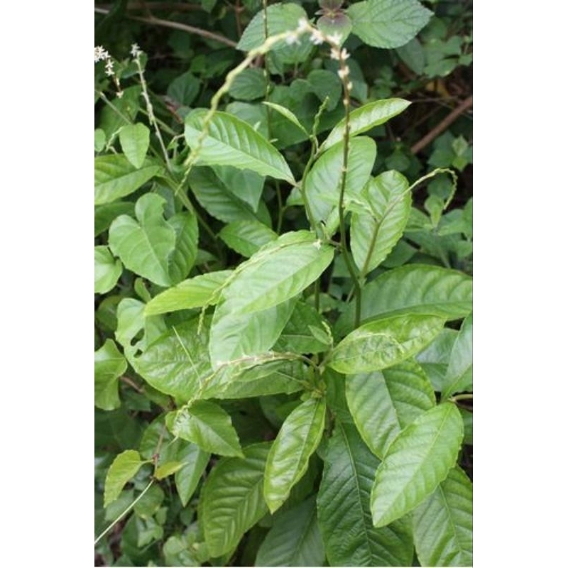 Guiné folhas Naturais para Banhos e Rituais em Oferta na Shopee