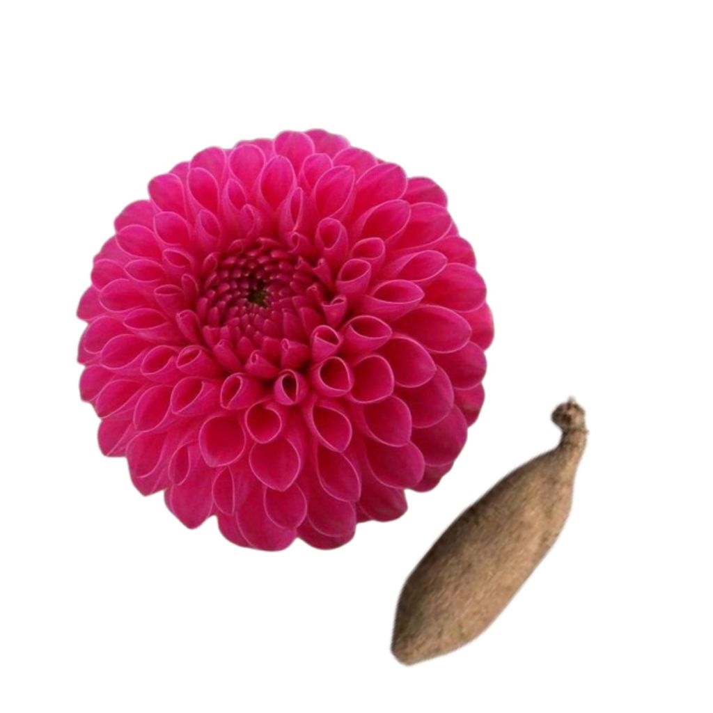 Bulbo Dália Pompom: Onde Comprar | BuscaProdutos