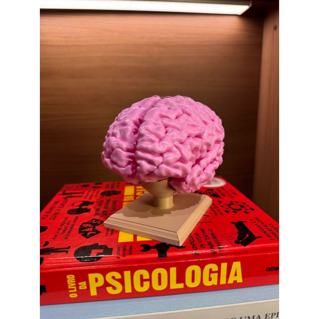 O que é Cérebro Humano Desmontável? Guia e Onde Comprar | BuscaProdutos