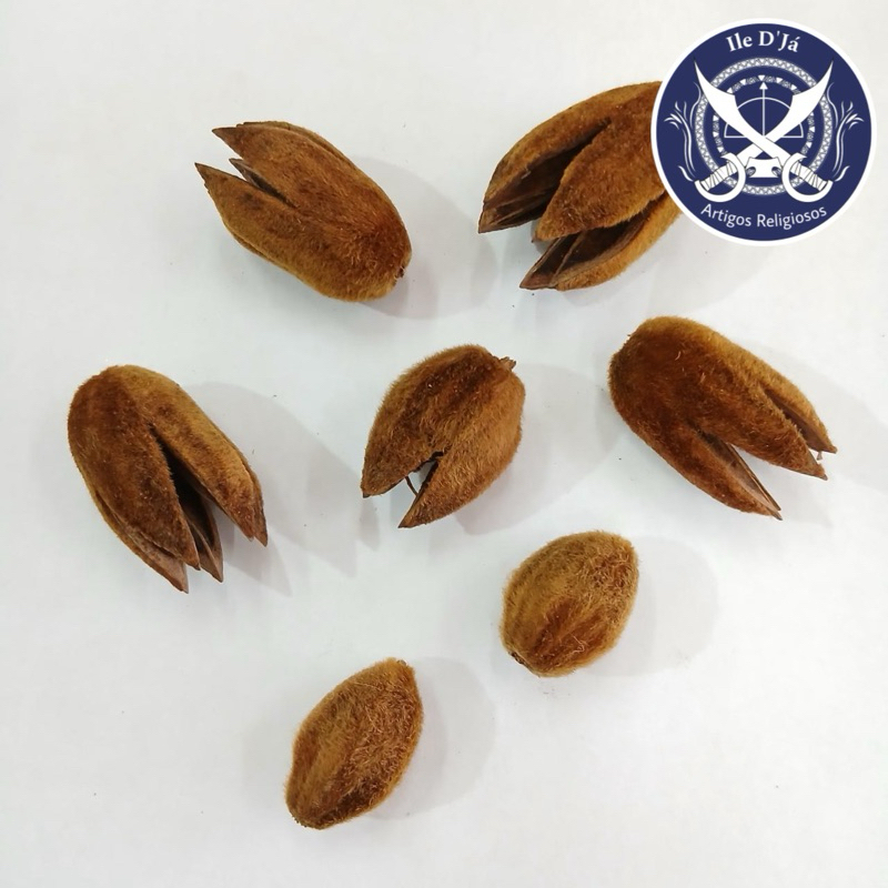 Fava de Obara - 2 unidades