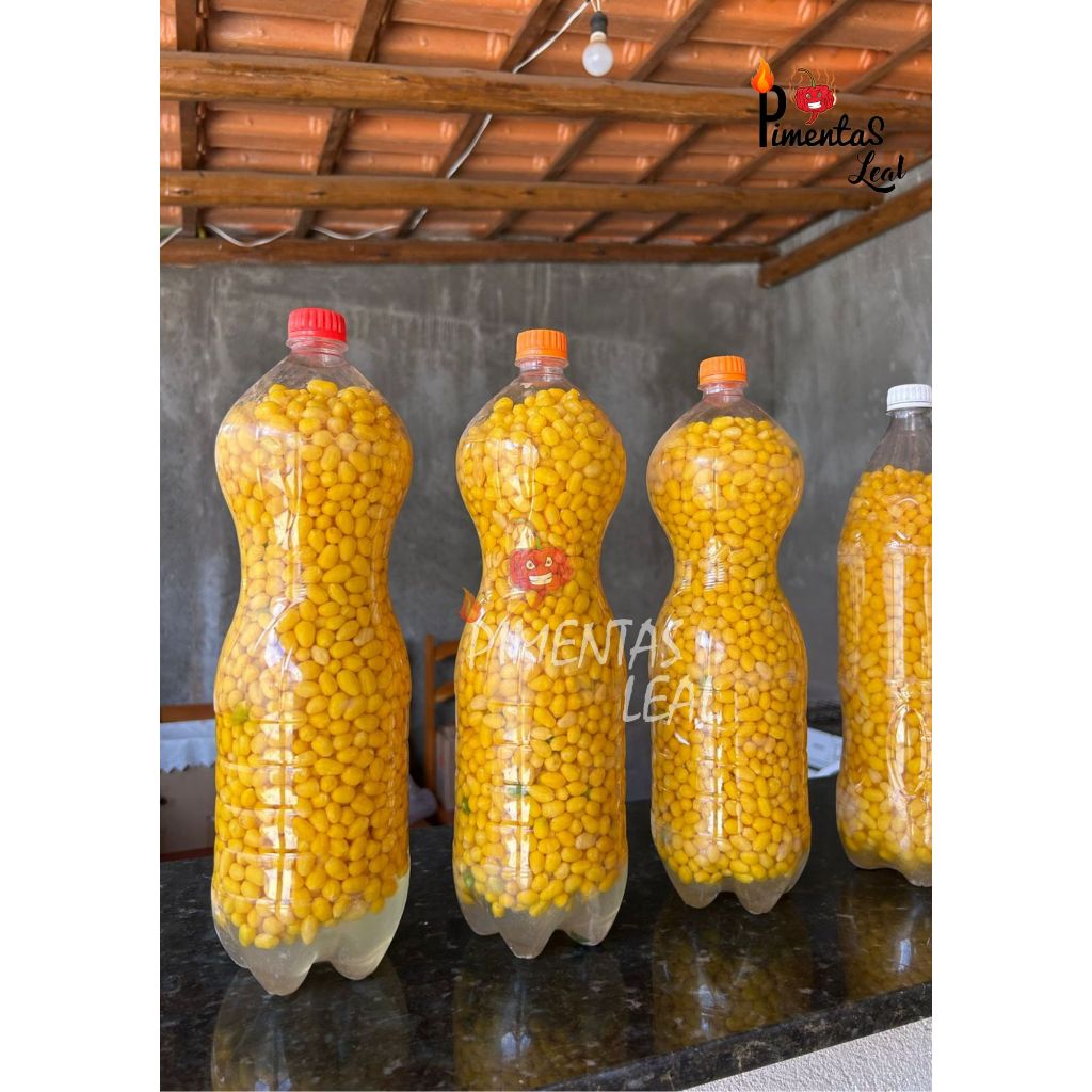 O que é Pimenta Cumari Amarela? Guia e Onde Comprar | BuscaProdutos