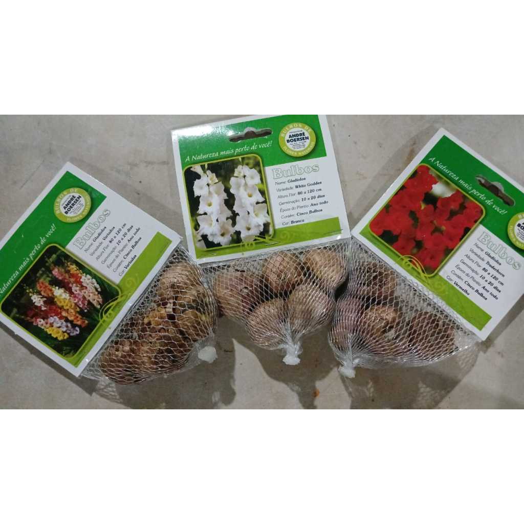 Bulbos Gladiolos: Onde Comprar | BuscaProdutos