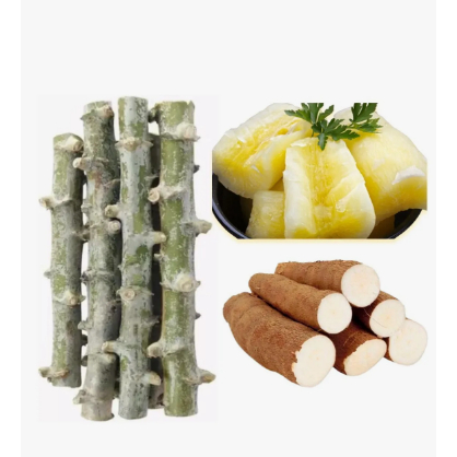 mandioca macaxeira e aipim talos, manivas, ramas sementes para plantar 10 manivas
