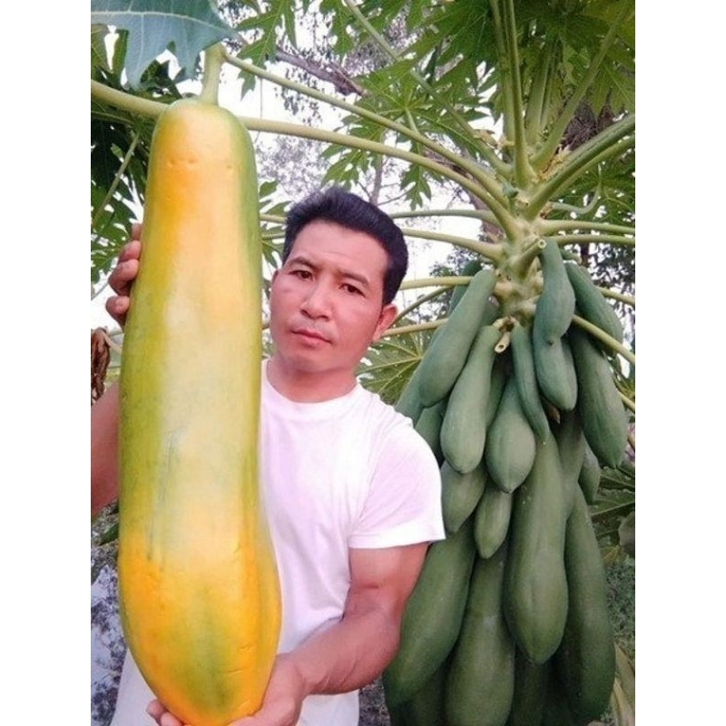 Sementes Mamão Gigante poupa vermelha intenso Maxdiver 10 unidades em Oferta na Shopee